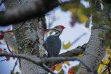 Pileated Woodpecker 0140.jpg