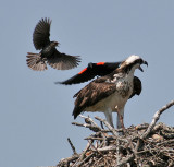 Osprey attacked by Blackbirds 8991.jpg