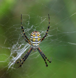 Spider 0562