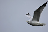 Gull 0501.jpg