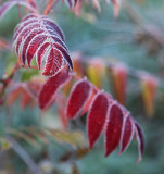 Frosty Red Leaves 0840.jpg