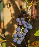 Grape Cluster 0852.jpg