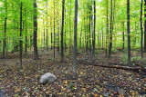 Woods are Lovely 0973