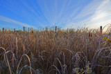Frost on the Rushes 0987