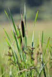 Field Grasses 0001.jpg