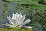 Water Lily 2281.jpg