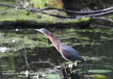 Heron Up 0437.jpg