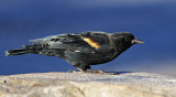 Blackbird 0520.jpg