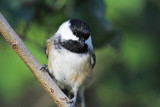 Chickadee 0525.jpg