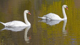 Swan Pair 0740.jpg