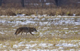Coyote in Field 0823.jpg