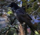 Raven 1961.jpg
