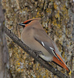 Waxwing Perched 1055.jpg