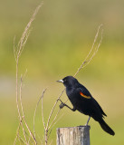 Redwinged Blackbird 7353