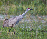 Sandhill Crane 7210.jpg
