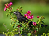 Smooth-Billed Ani (Crotophaga ani) 6