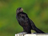 Smooth-Billed Ani (Crotophaga ani) 9