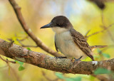 Loggerhead Kingbird (Tyrannus caudifasciatus) 4