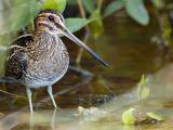 Wilsons Snipe (Gallinago delicata)