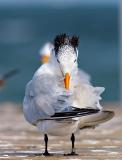 Royal Tern (Sterna maxima) 3