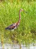 Tricolored Heron (Egretta tricolor) 20