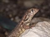 Lion Lizard (Leiocephalus carinatus varius) 2