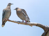 White Winged Doves (Zenaida asiatica)