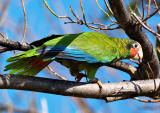 Grand Cayman Parrot (Amazona leucocephala caymanensis) 2
