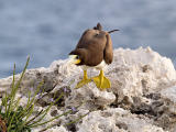 Brown Booby (Sula leucogaster) 1