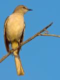 Northern  Mockingbird (Mimus polyglottos) 6