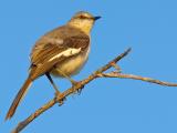 Northern  Mockingbird (Mimus polyglottos) 5