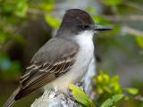 Loggerhead Kingbird (Tyrannus caudifasciatus) 2