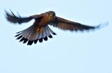 Kestrel (Falco tinnuculus) 1