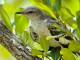 Junenile Northern Mockingbird (Mimus polyglottos)