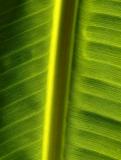 Banana Leaf 1