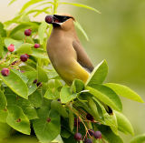 Cedar Waxwing  (Bombycilla cedrorum) 1