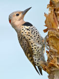 Female Northern Flicker (Colaptes auratus) 2
