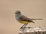 Galpagos (Large-billed) Flycatcher - (Myiarchus magnirostris) 3