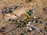 Greater Painted Locust (Schistocerca melanocera) 2