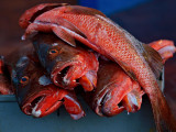 Puerto Ayora Fish Market 3