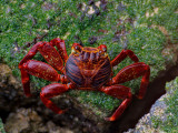 Sally Lightfoot Crab (Grpsus grapsus) 3