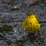 Female American Yellow Warbler (Dendroica petechia) 3