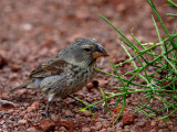 Female ? Ground Finch