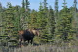 TJ_Alaska_05251.jpg