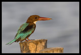 White-throated Kingfisher, Thailand