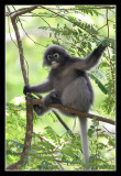 Langur, Thailand