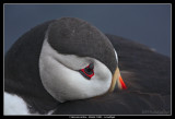 Atlantic Puffin at rest, Iceland