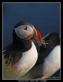 Puffin with nesting material