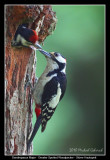 Birds of Sweden; Woodpeckers