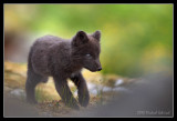 Fox pup, North West Iceland